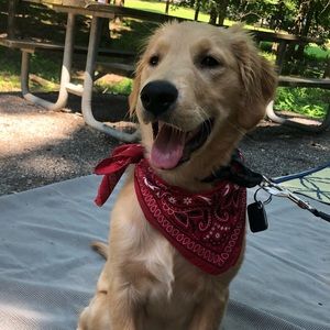 🐾 Pet Friendly Household🐾